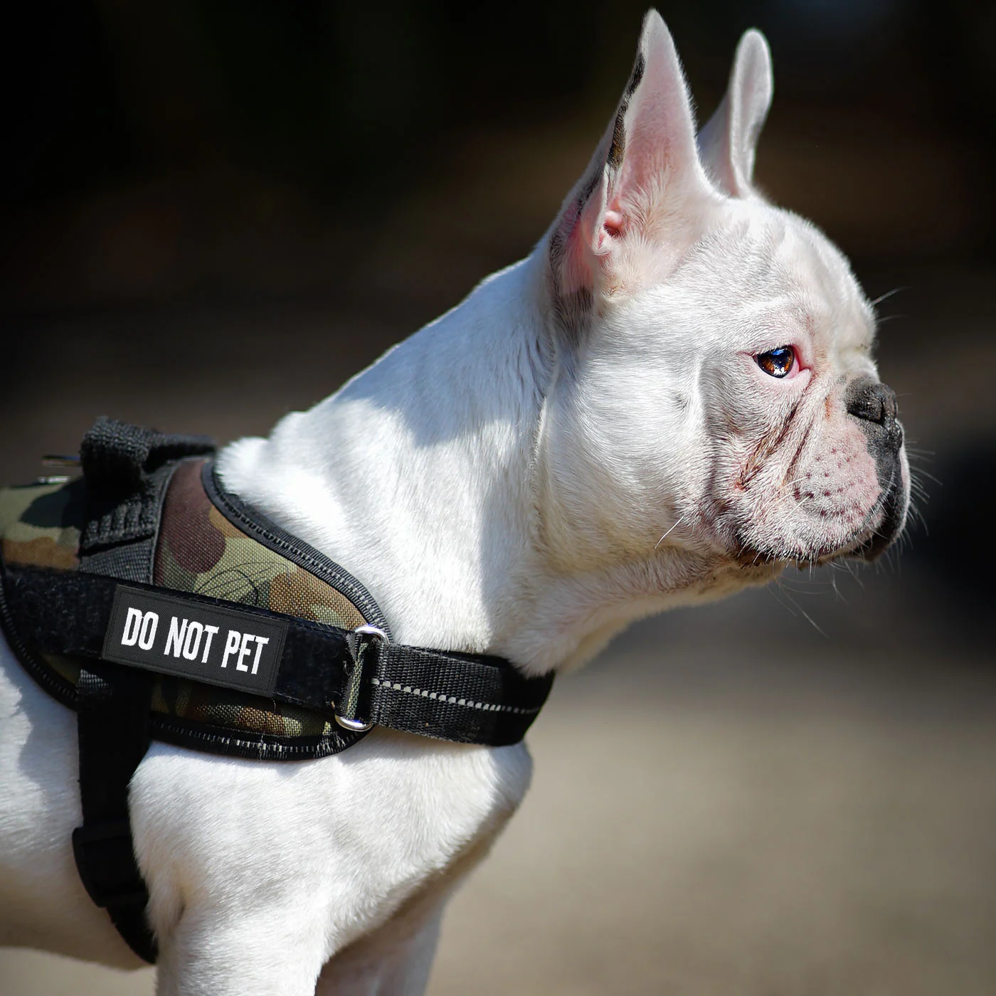 Do Not Pet Dog Harness Patch: Black, Hook & Loop, 9cm - Image 4