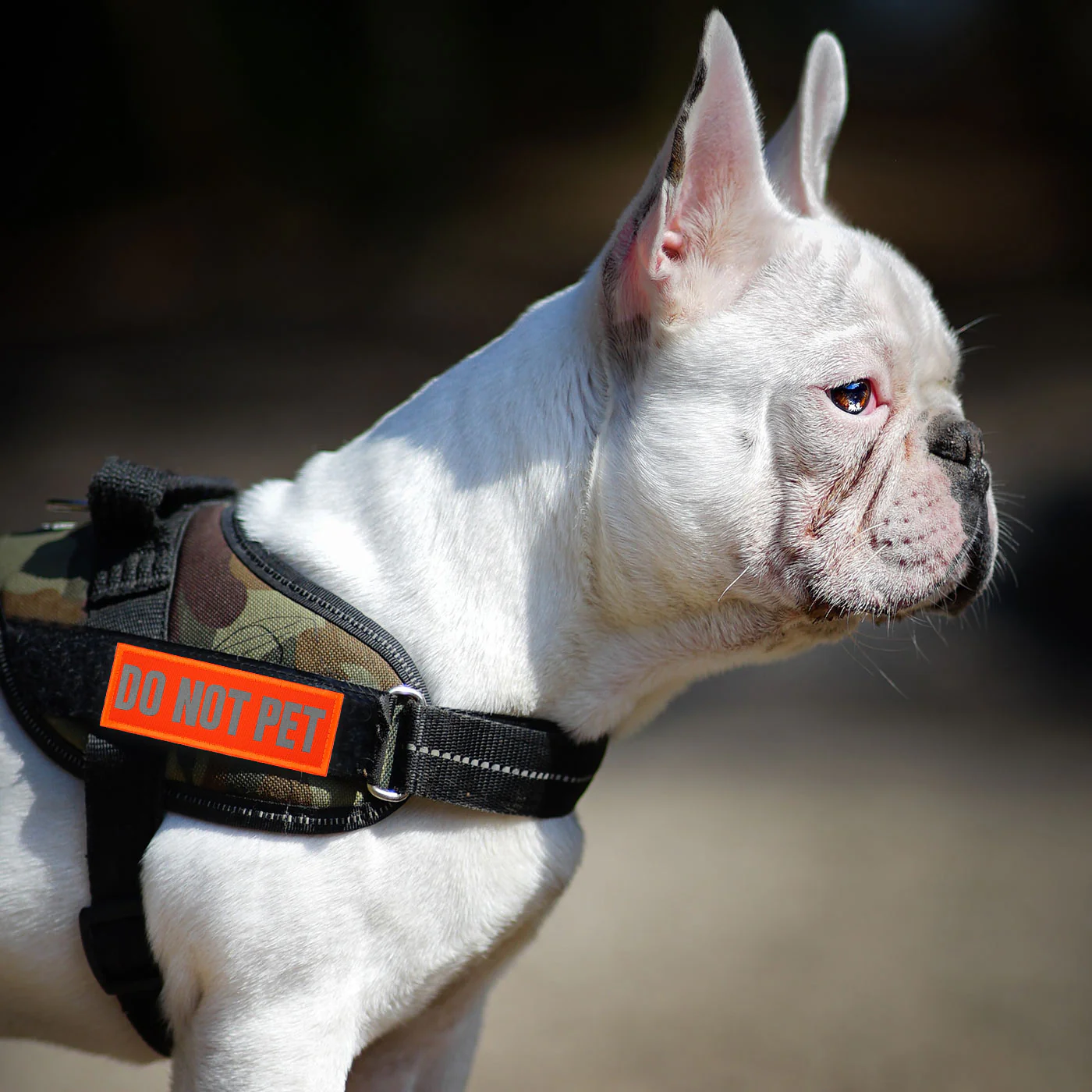Do Not Pet Dog Harness Patch: Hi Vis Orange, Hook & Loop, 11cm - Image 5