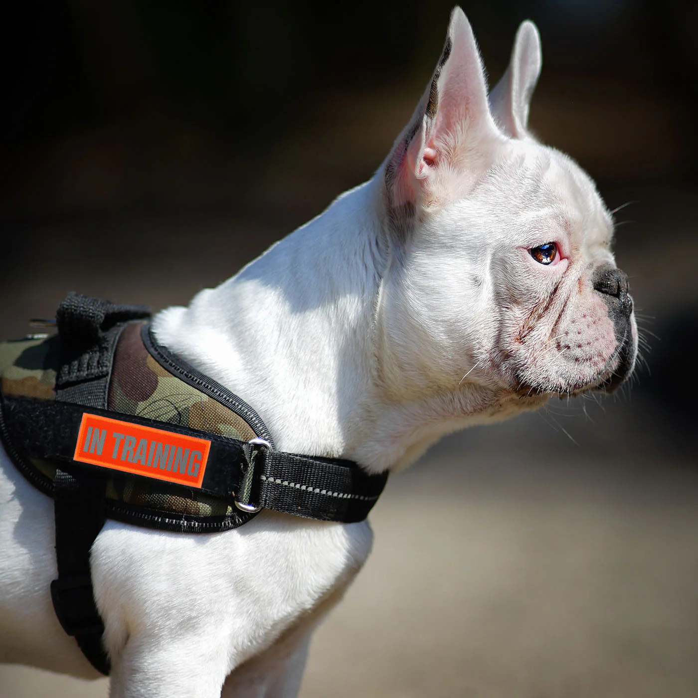 In Training Dog Harness Patch: Hi Vis Orange, Hook & Loop, 11cm - Image 6